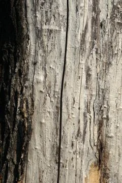 Bark of an old tree Stock-Fotos