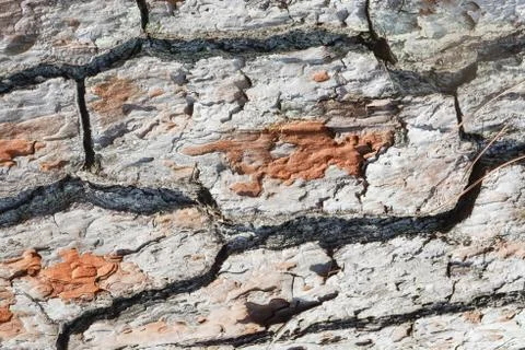 Bark of an old tree. Stock Photos