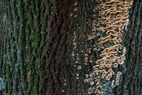 Bark of an old tree 스톡 사진