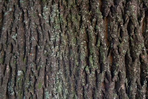 Bark of an old tree Stock Photos