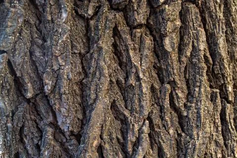 Bark of an old tree Stock Photos