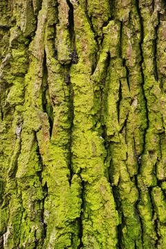 The bark of an old tree. Stock Photos