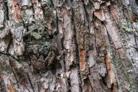 Bark of an old tree. Stock Photos