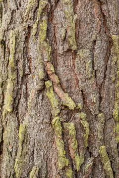 Bark of old tree Seamless bark background texture Natural Stock Photos