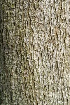 Bark of old tree Seamless bark background texture Natural Stock Photos