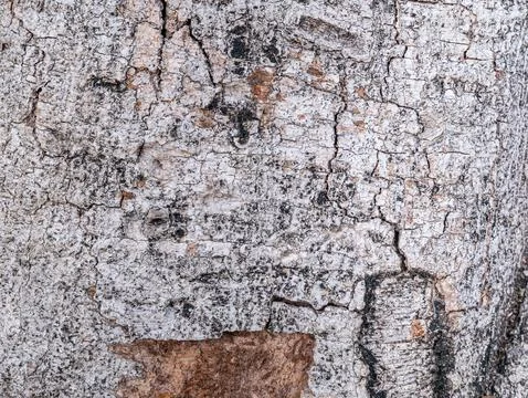 Bark of old tree skin. Abstract background and texture for design. Foto stock