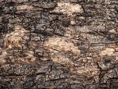 Bark of old tree skin. Abstract background and texture for design. 写真素材