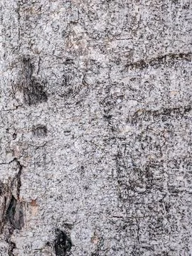 Bark of old tree skin. Abstract background and texture for design. Foto stock