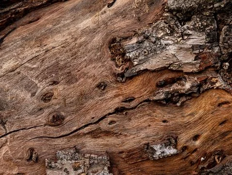 Bark of old tree skin. Abstract background and texture for design. Foto stock