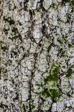 The bark of an old tree. Texture. Background Stock Photos