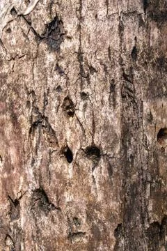 The bark of an old tree texture, natural background Stock Photos