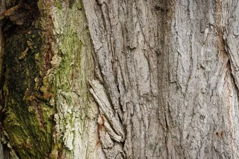 The bark of an old tree texture Stock Photos
