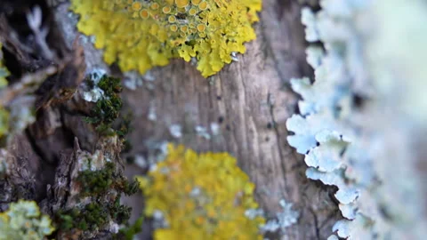Bark of an old tree trunk covered with yellow, green and grey moss or lichen Stock Footage 305062991