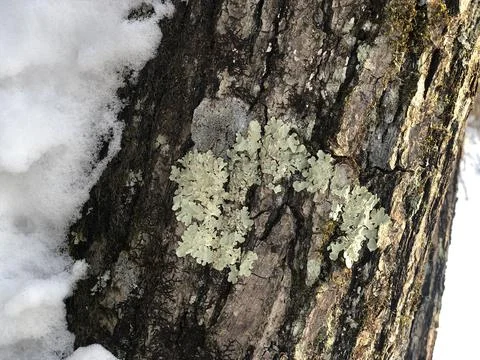 Bark of an old tree in winter Stock Photos