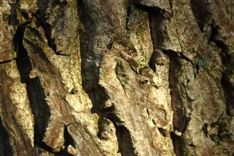 Bark of an old walnut tree Stock Photos