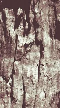 Bark olive tree Stock Photos