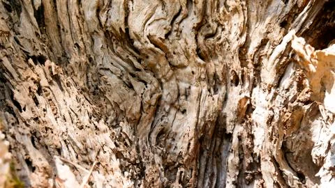 Bark of olive tree 스톡 사진