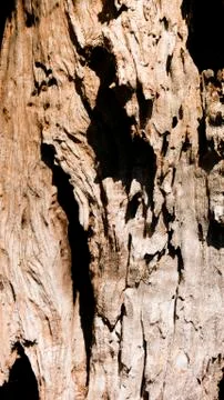 Bark of olive tree Stock Photos