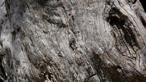 Bark of olive tree Stock Photos