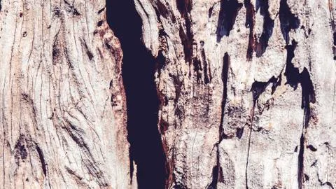 Bark olive tree Stock Photos