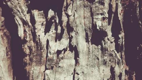 Bark olive tree Stock Photos