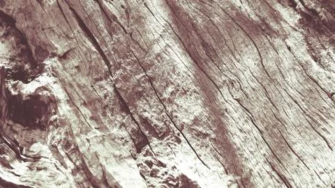 Bark of olive tree Stock Photos