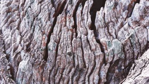 Bark of olive tree Stock Photos