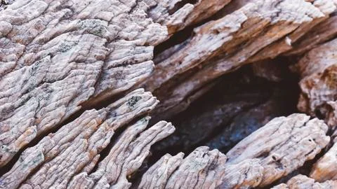Bark of olive tree Stock Photos