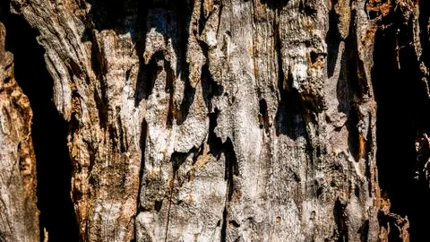 Bark of olive tree Stock Photos