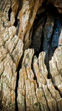 Bark of olive tree Stock Photos