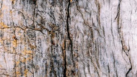 Bark of olive tree Photos
