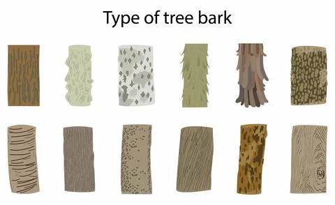 Bark is the outermost layer of stems and roots of woody plants Stock Illustration