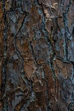 Bark  outermost layers Stock-Fotos