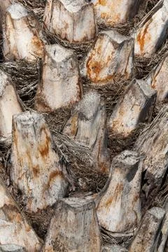 Bark of a palm Foto stock