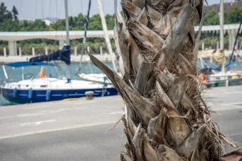 Bark of a palm tree with a boat in the background in Malaga, Spain, Europe Stock Photos