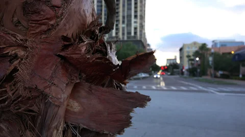 Bark On Palm Tree At City Intersection 4K Stock Footage 39745856