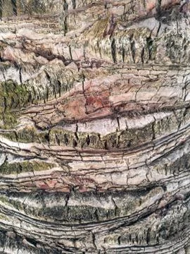 The bark of a palm tree with close range of brown shades. Stock Photos