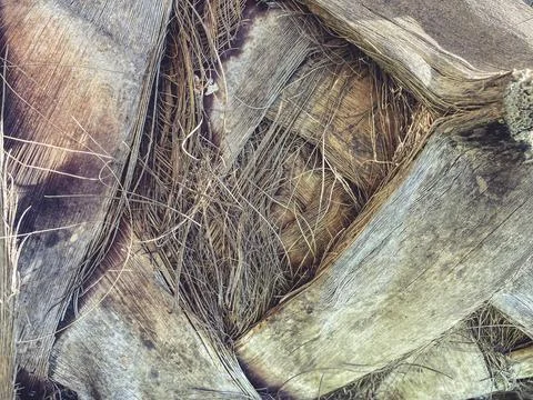 Bark of a palm tree close up, upper trunk palm tree detail texture. Beautiful Stock Photos