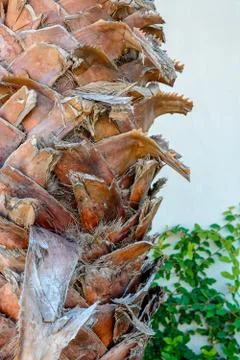 Bark of a palm tree close-up on a white background. Stock Photos