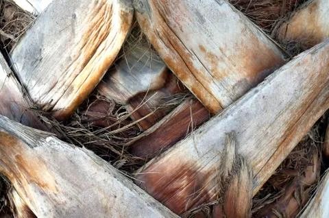 Bark Palm Tree Stock Photos