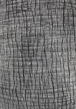 Bark of a palm tree Stock Photos