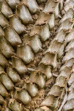 Bark palm tree Stock Photos