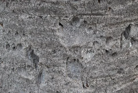 The bark of a palm tree is useful as a background. Detail of the bark texture Stock Photos