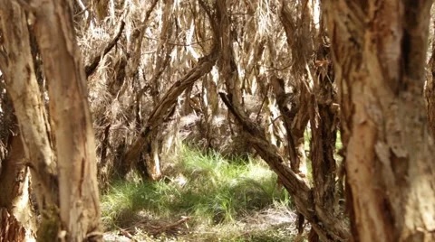 Bark of Paperbark tree swinging in the wind Stock Footage 58868684