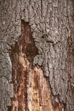 Bark partially missing on tree Stock Photos