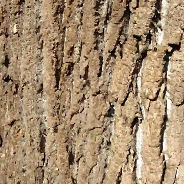 Bark pattern background. Relief texture of an old oak bark. Vector illustrati Illustrazione stock