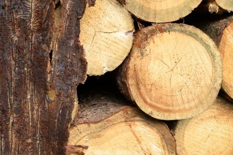 Bark with pattern from bark beetles with cut tree logs. Stock Photos