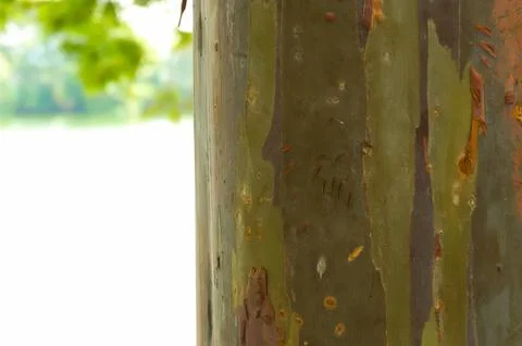 The bark pattern of the Leda tree or Eucalyptus deglupta is a tall tree spe.. Stock Photos