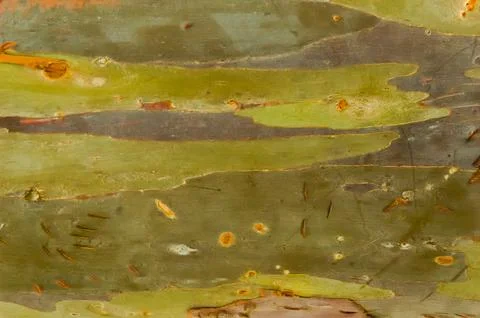 The bark pattern of the Leda tree or Eucalyptus deglupta is a tall tree spe.. Stock Photos