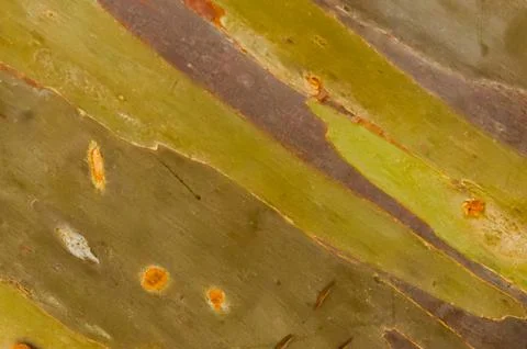 The bark pattern of the Leda tree or Eucalyptus deglupta is a tall tree spe.. Stock Photos